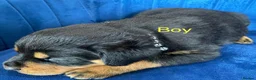 Rottweiler dogs for sale: kldrl exciting Pure/bred Rottweiler Pups in Hull - Advert 5