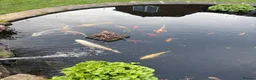 Koi Carp fish for sale: Koi and other fish for sale 30 in total in Northallerton - Advert 7