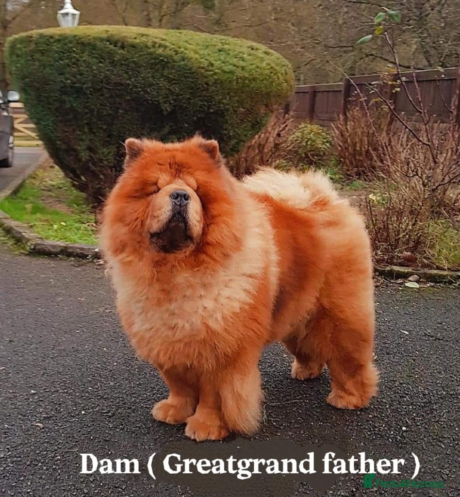 Chow Chow dogs International Champion bloodline litter  - Advert 1