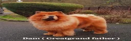 Chow Chow dogs for sale: International Champion bloodline litter  - Advert 14