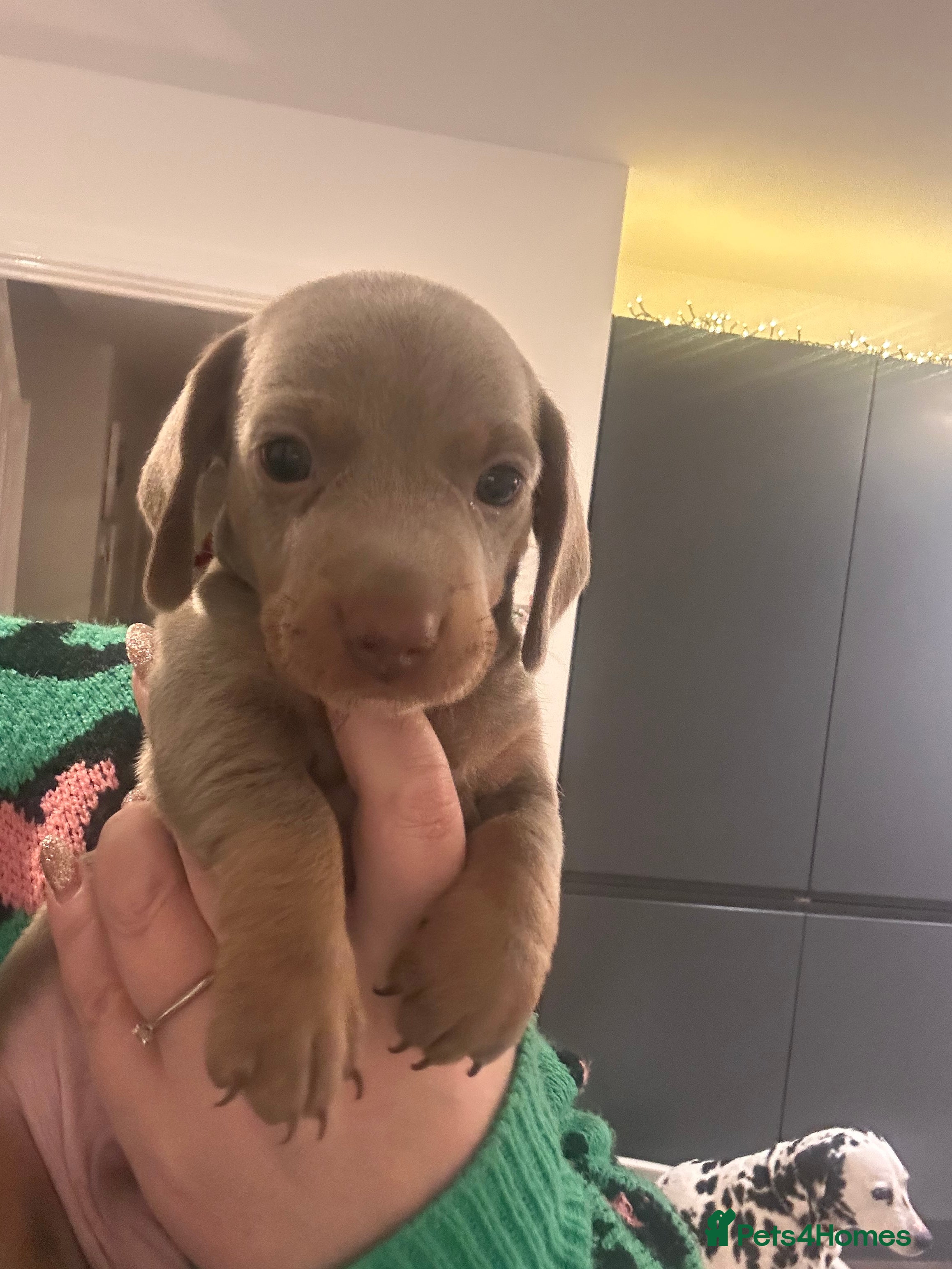 Miniature Dachshund dogs KC REGISTERED STUNNING MINATURE DACHSHUND PUPS❤️ - Advert 2
