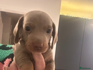 Miniature Dachshund dogs KC REGISTERED STUNNING MINATURE DACHSHUND PUPS❤️ - Advert 1