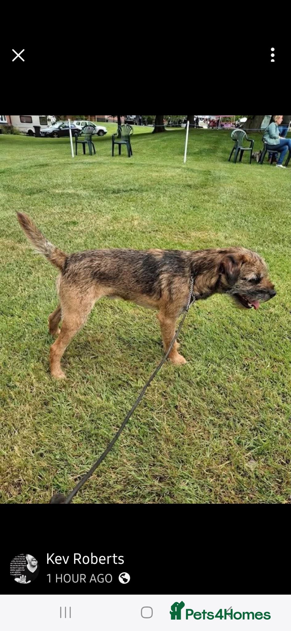 Border Terrier dogs Proven Stud in Lincolnshire  - Advert 13