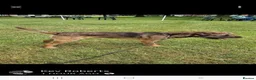 Border Terrier dogs for stud: Proven Stud in Lincolnshire  - Advert 1