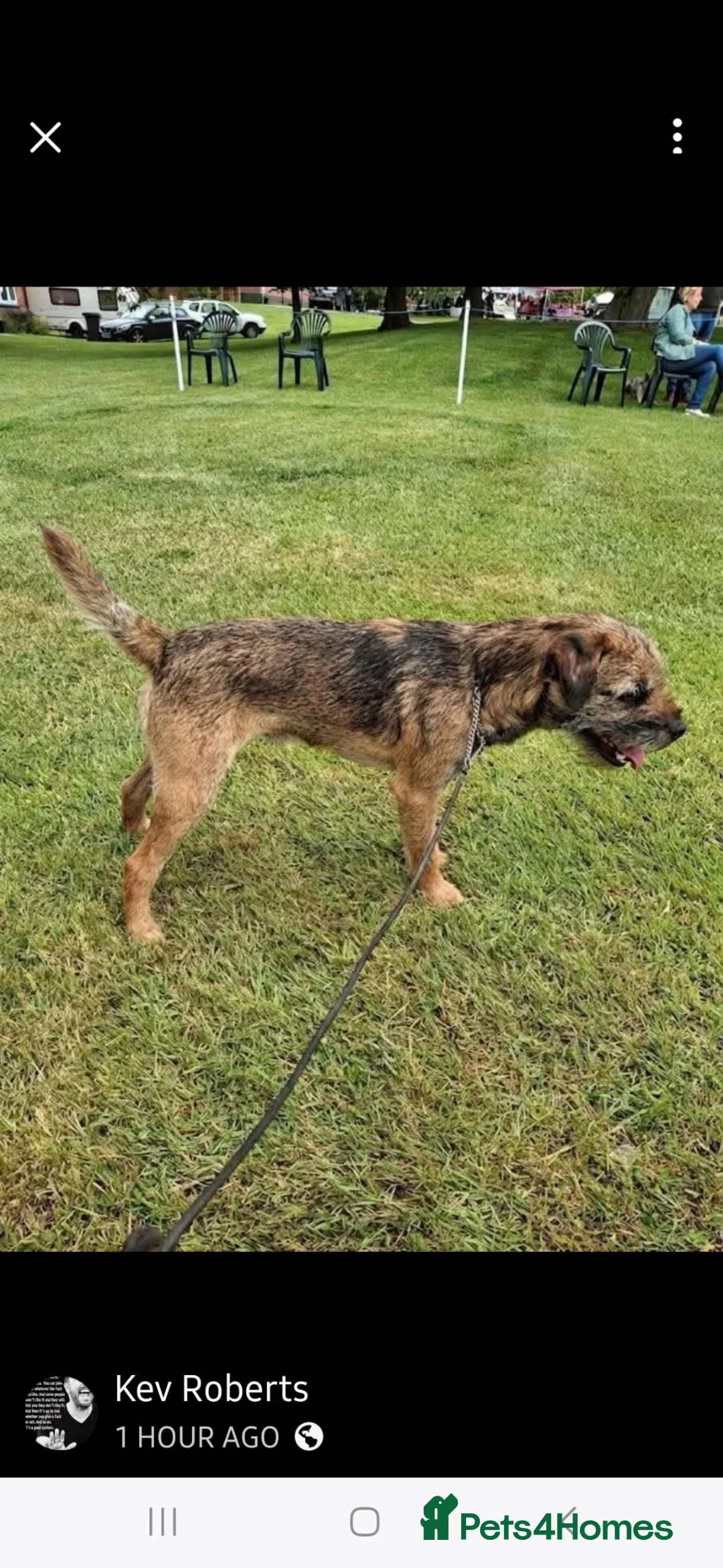 Border Terrier dogs for stud: Proven Stud in Lincolnshire  - Advert 1