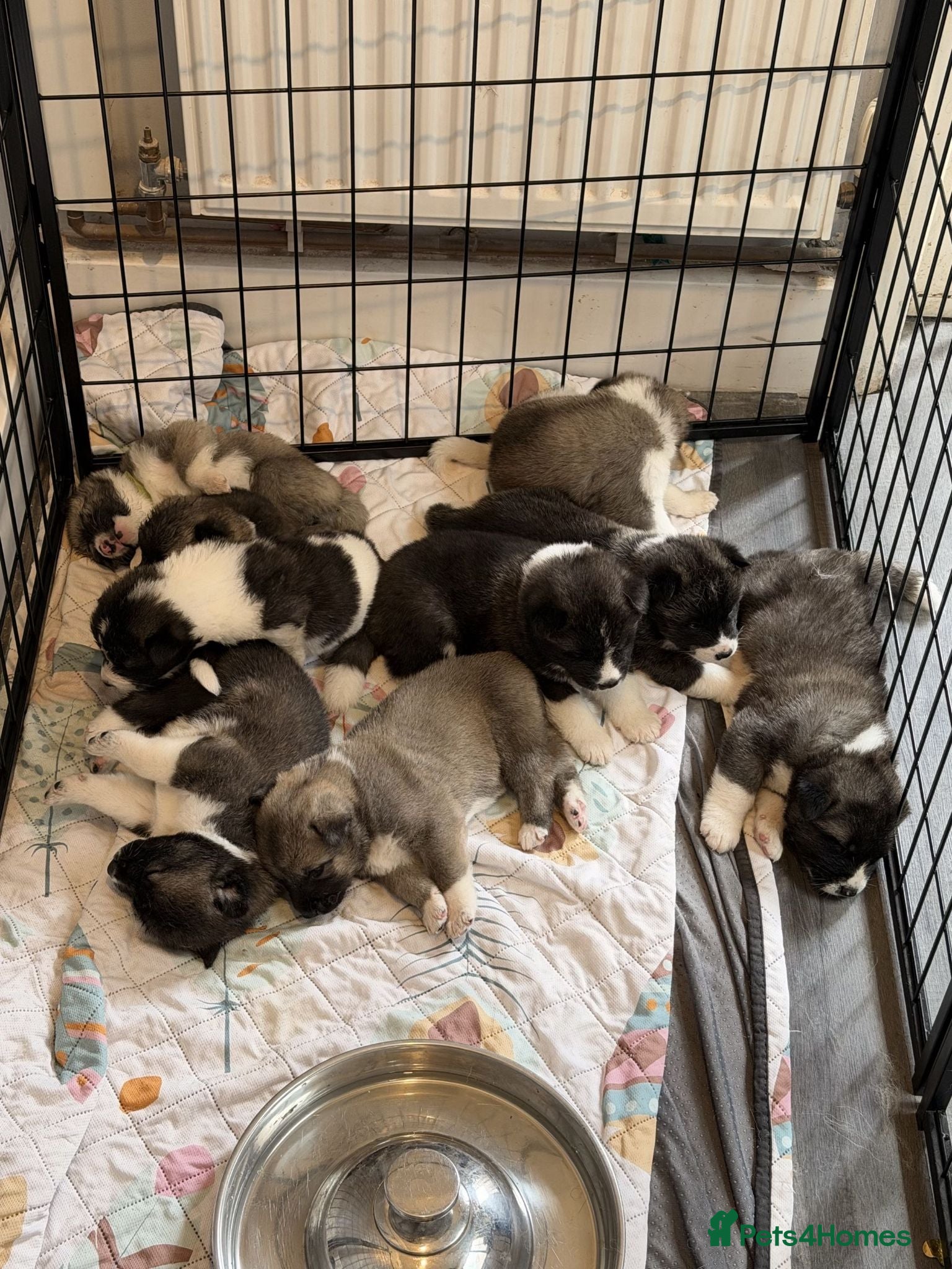 Akita dogs American Akita Puppies - Advert 14