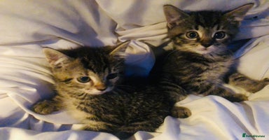 Mixed Breed cats - Advert 13