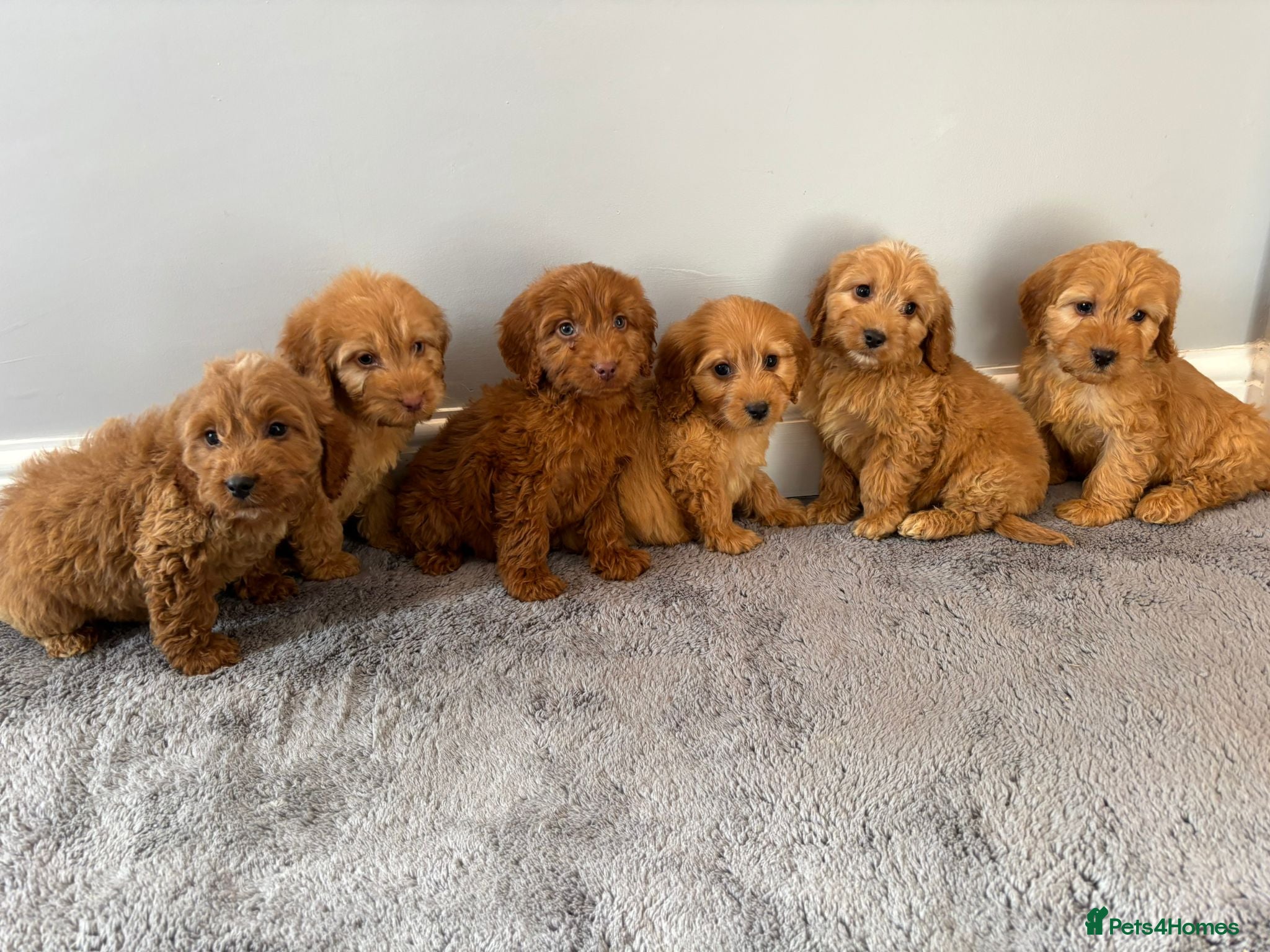 Cockapoo dogs Cockapoo puppies ready now  - Advert 1
