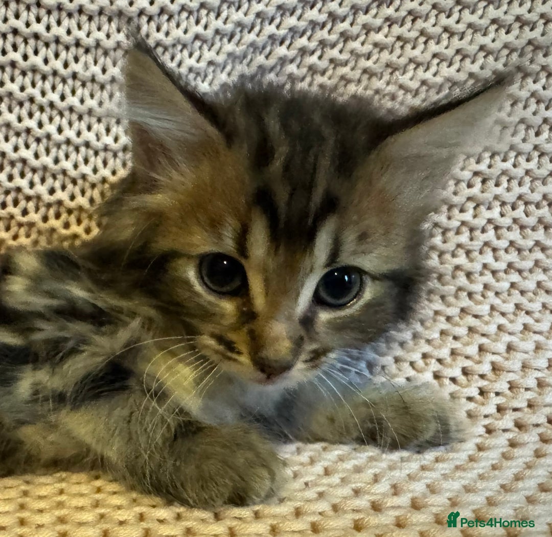 Maine Coon cats for sale: Maine Coon Bengal Cross - Advert 8