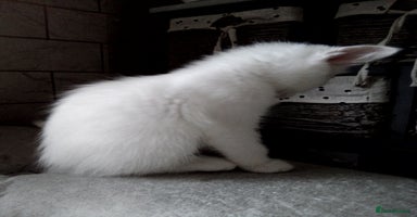 Scottish Fold cats - Advert 2