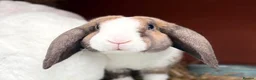 Mini Lop rabbits for sale: Very friendly Mini Plush Lops - Advert 10