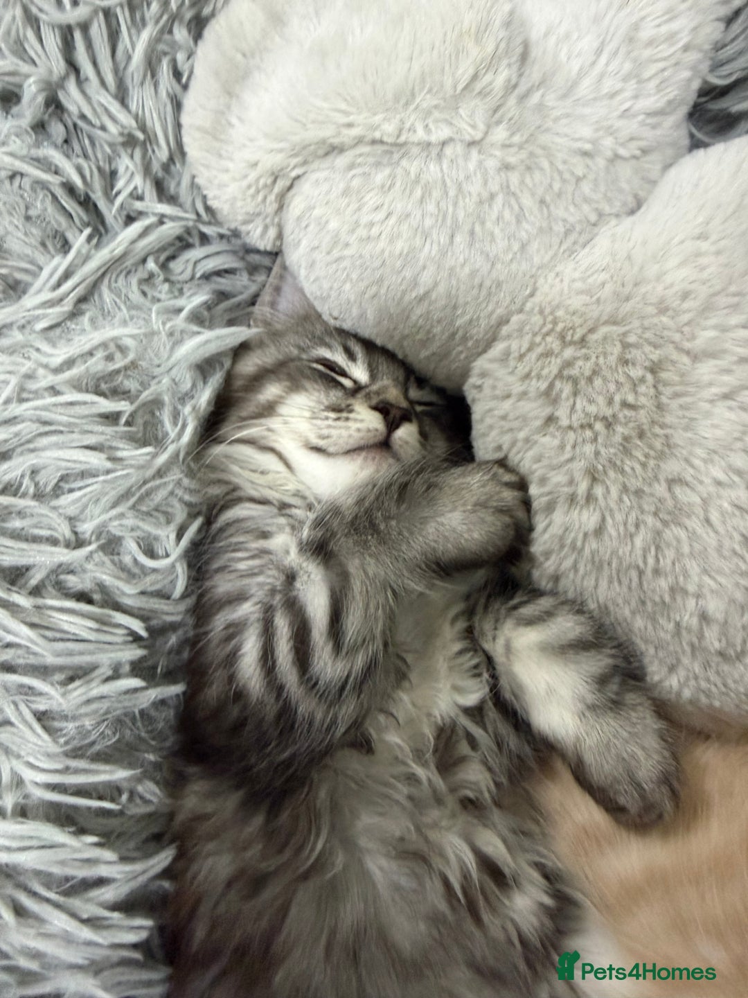 Maine Coon cats for sale: Beautiful friendly Maine Coon cross Kittens  - Advert 33