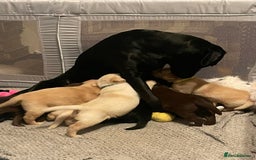Labrador Retriever dogs for sale: Rehoming our beautiful boys, 9 month old labradors - Image 13