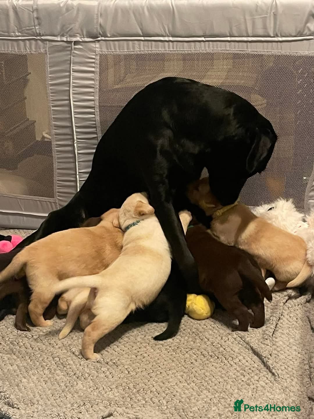Labrador Retriever dogs for sale: Rehoming our beautiful boys, 9 month old labradors - Image 13