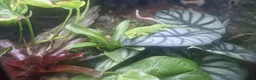 Gecko reptiles for sale: 2 giant Madagascarn day geckos for sale  - Advert 5