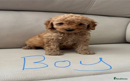 Toy Poodle dogs for sale: Toy poodles puppies - Image 1
