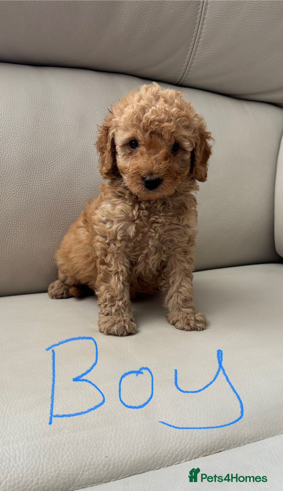 Toy Poodle dogs for sale: Toy poodles puppies - Image 1