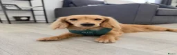 Miniature Dachshund dogs for stud: KC Miniature Shaded Cream Long Hair Dachshund stud - Advert 3