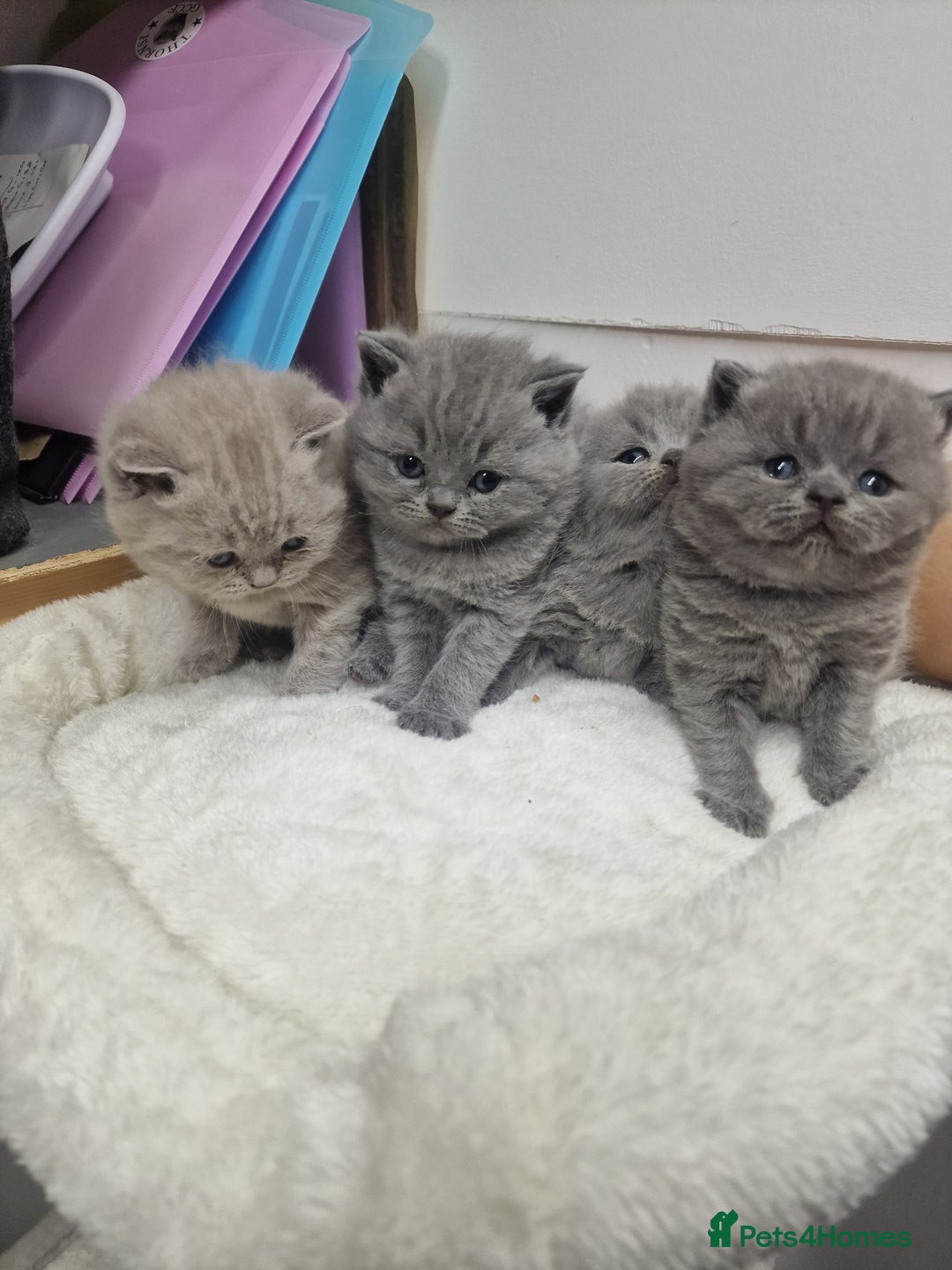 British Shorthair cats for sale: blue boy left. Chunky champion british shorthair - Advert 1