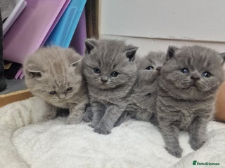 British Shorthair cats Chunky champion british shorthair kittens - Advert 4