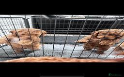 Miniature Poodle dogs for stud: Teddy KC Registered/Health tested Toy Stud in Wigan - Image 25