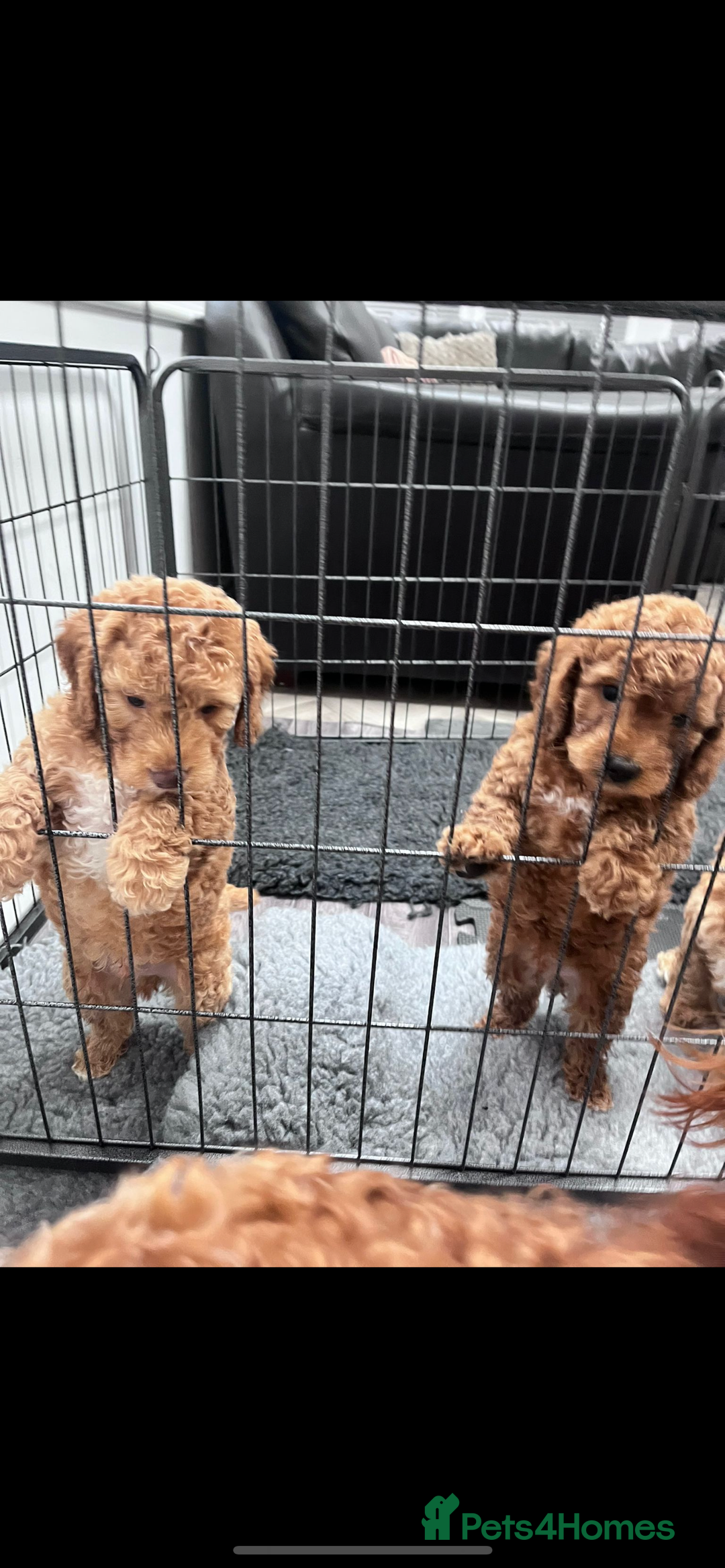 Miniature Poodle dogs for stud: Teddy KC Registered/Health tested Toy Stud in Wigan - Image 25