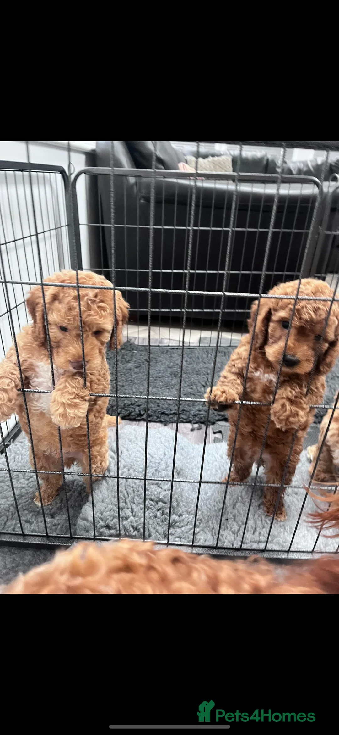 Miniature Poodle dogs for stud: Teddy KC Registered/Health tested Toy Stud in Wigan - Advert 25