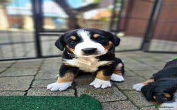 Entlebucher Mountain Dog dogs for sale: Entlebucher Mountain Dog - Image 19