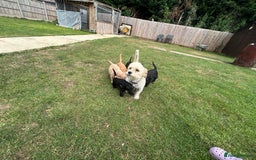 Mixed Breed dogs for sale: Jackapoo spaniel cross - hound puppies  - Image 32