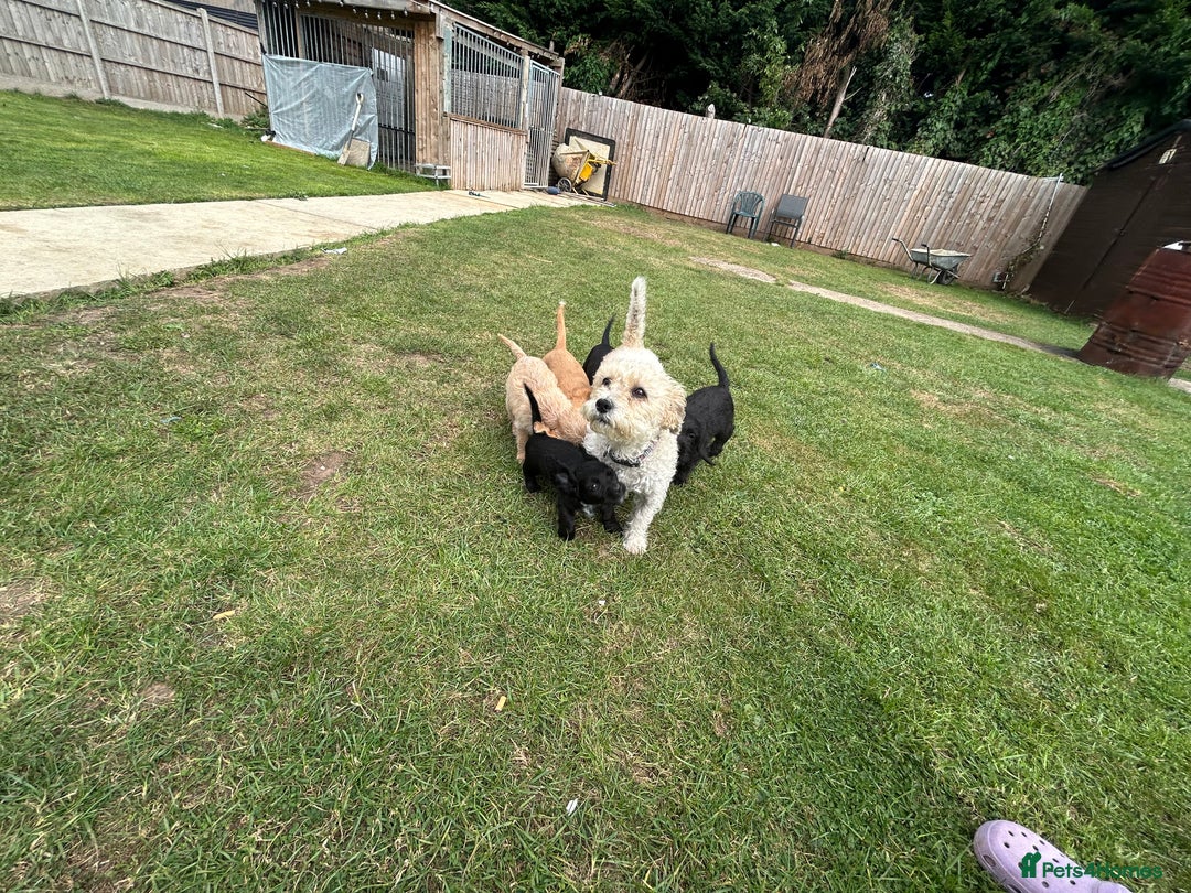 Mixed Breed dogs for sale: Jackapoo spaniel cross - hound puppies  - Image 32
