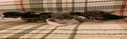 Mixed Breed dogs for sale: Dashund and Yorkshire terrier puppies - Advert 12