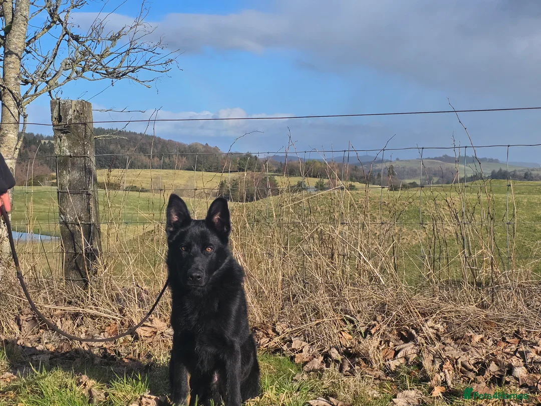 German Shepherd dogs for sale: Rambo, Stunning BiColour GSD Personal Protection  - Advert 2