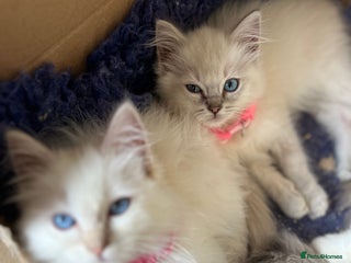 Ragdoll cats Gorgeous Tica ragdoll kittens ready now - Advert 3