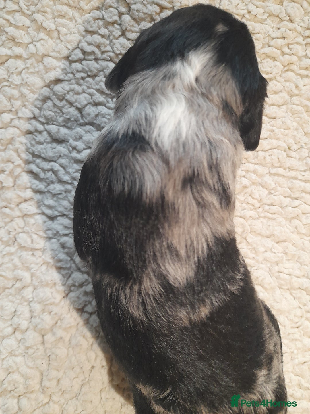 Sprocker dogs for sale: Gorgeous Merle Sprockers.  - Image 23