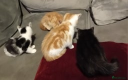 Mixed Breed cats for sale: Fluffy Kittens  - Image 2