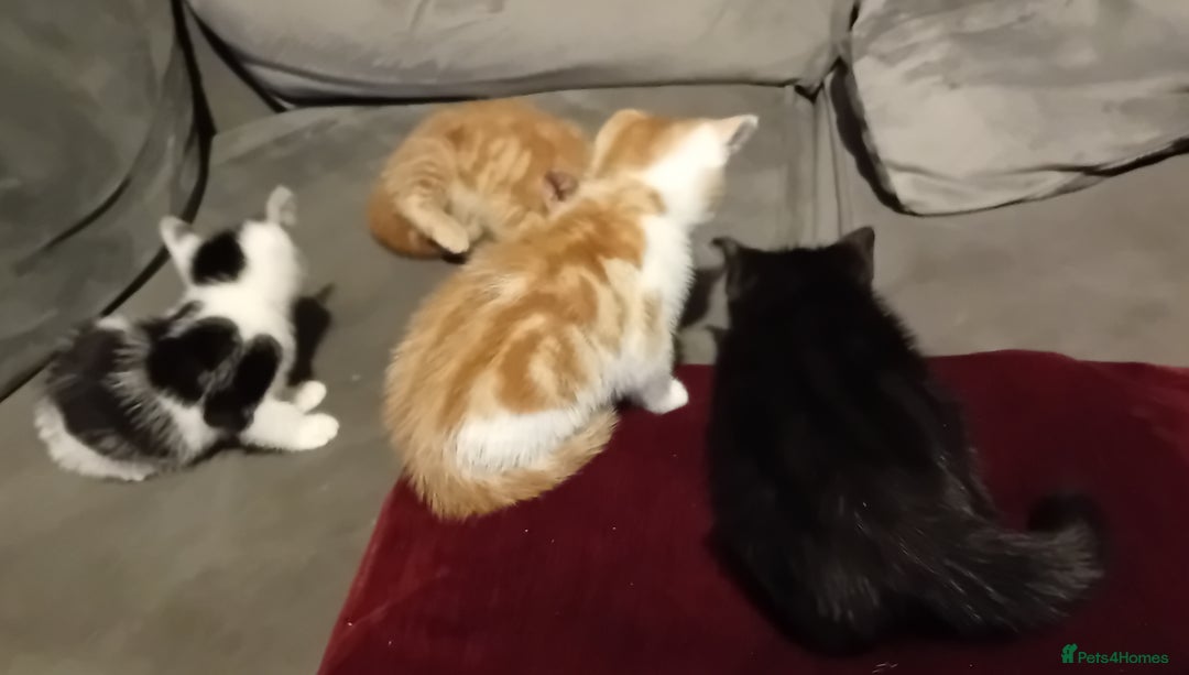 Mixed Breed cats for sale: Fluffy Kittens  - Image 2