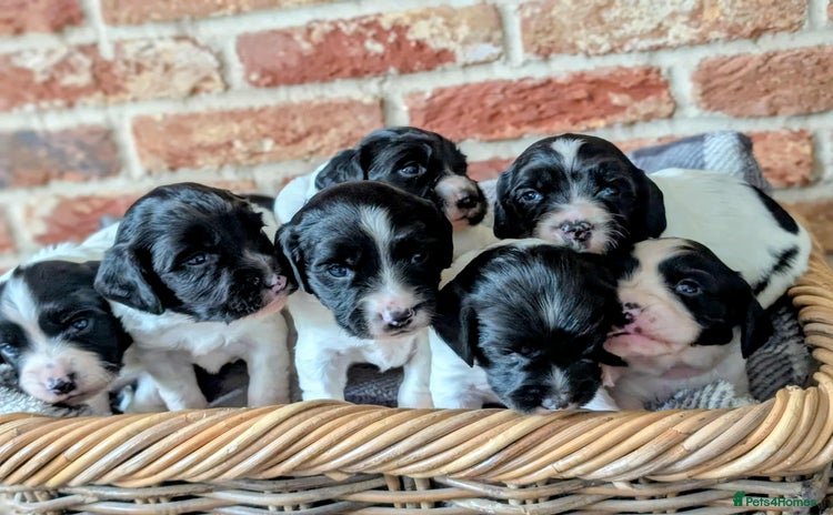English Springer Spaniel dogs - Advert 3