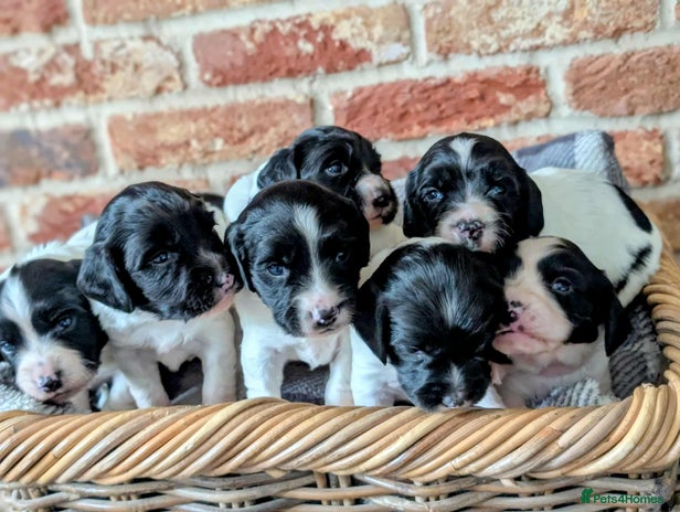 English Springer Spaniel dogs - Advert 13