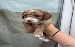 Mixed Breed dogs for sale: Bedlington terrier poodle mixed with a cockerpoo - Image 9