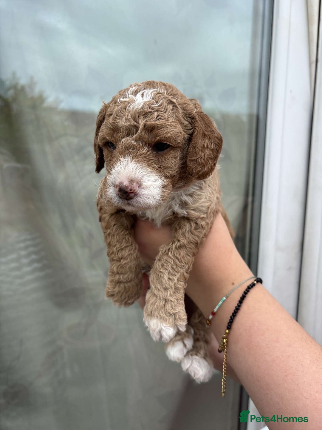 Mixed Breed dogs for sale: Bedlington terrier poodle mixed with a cockerpoo - Image 9