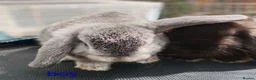 Mini Lop rabbits for sale: Pure mini lop Bunny ready from 12/06 - Advert 25