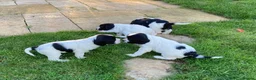 English Springer Spaniel dogs for sale: 4 gorgeous Springer Spaniel pups in Petersfield - Advert 8