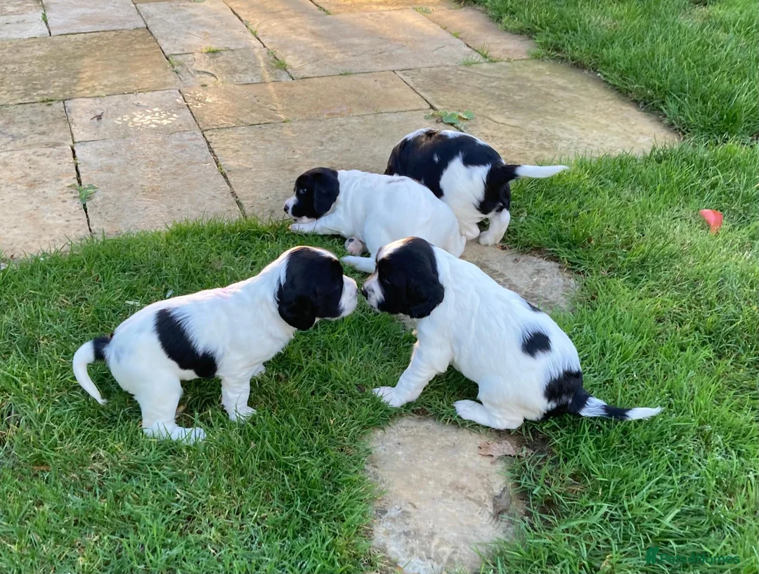 English Springer Spaniel dogs for sale: 4 gorgeous Springer Spaniel pups in Petersfield - Advert 8