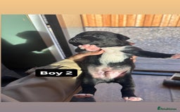 Patterdale Terrier dogs for sale: Patterdale terrier puppies  - Image 14