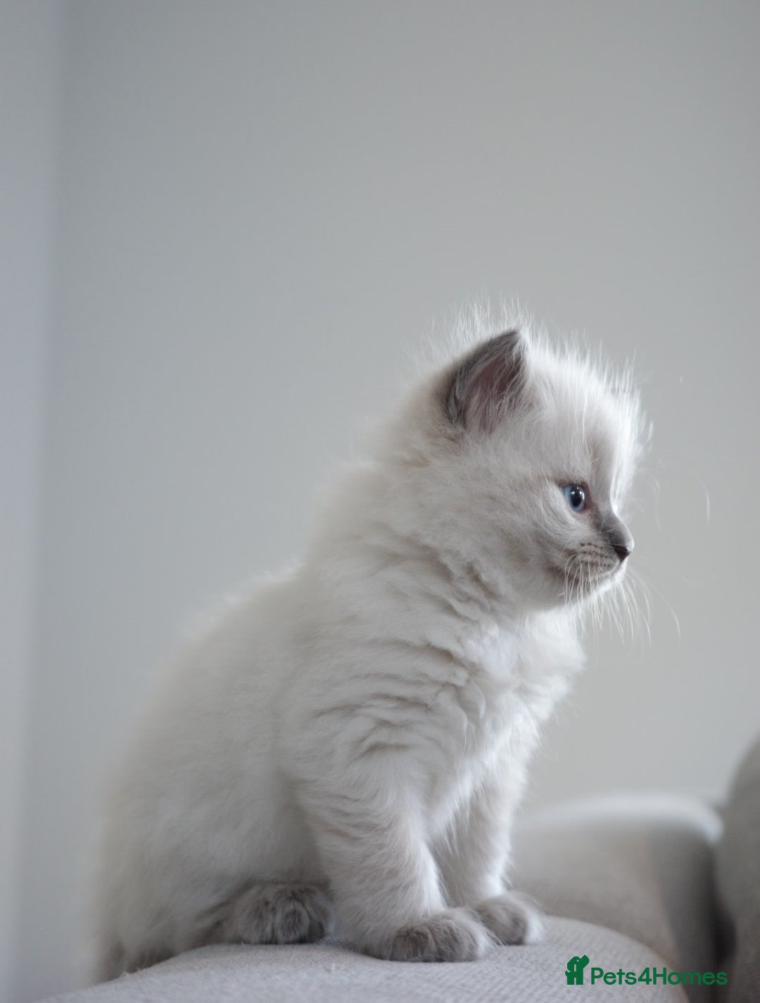 Ragdoll cats for sale: Splendid perfect Ragdolls for your love oness - Advert 6