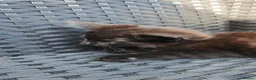 Mixed Breed cats for sale: Black female kitten - Advert 5