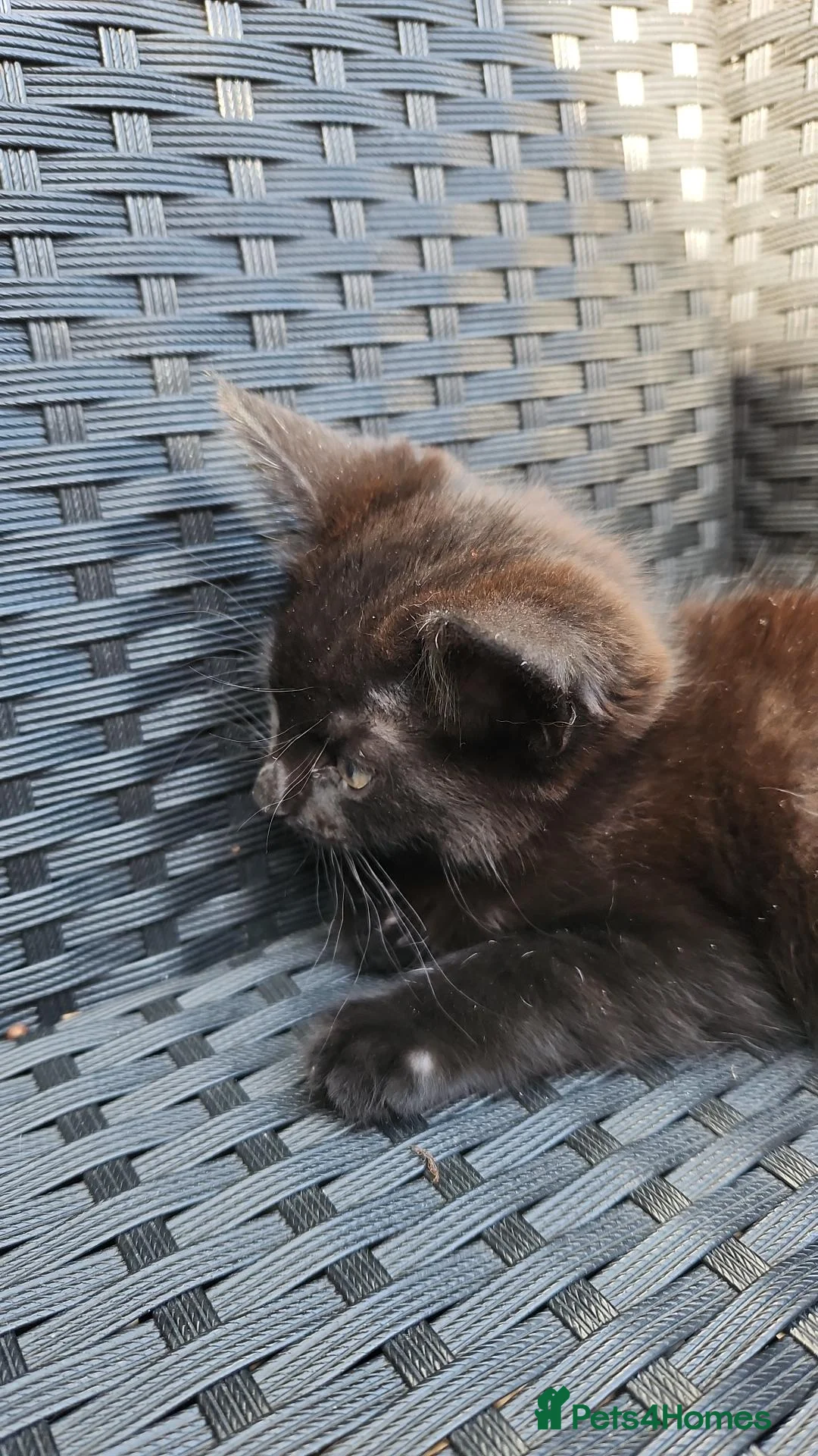 Mixed Breed cats for sale: Black female kitten - Advert 5