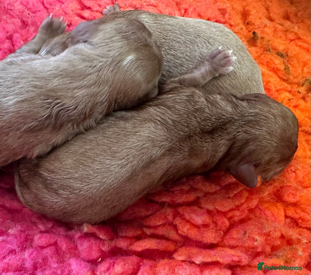 Cavapoo dogs for sale: Cavapoo Puppies - Advert 10