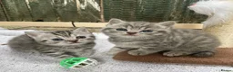 British Shorthair cats for sale: Pedigree British shorthair kittens for sale  - Advert 1