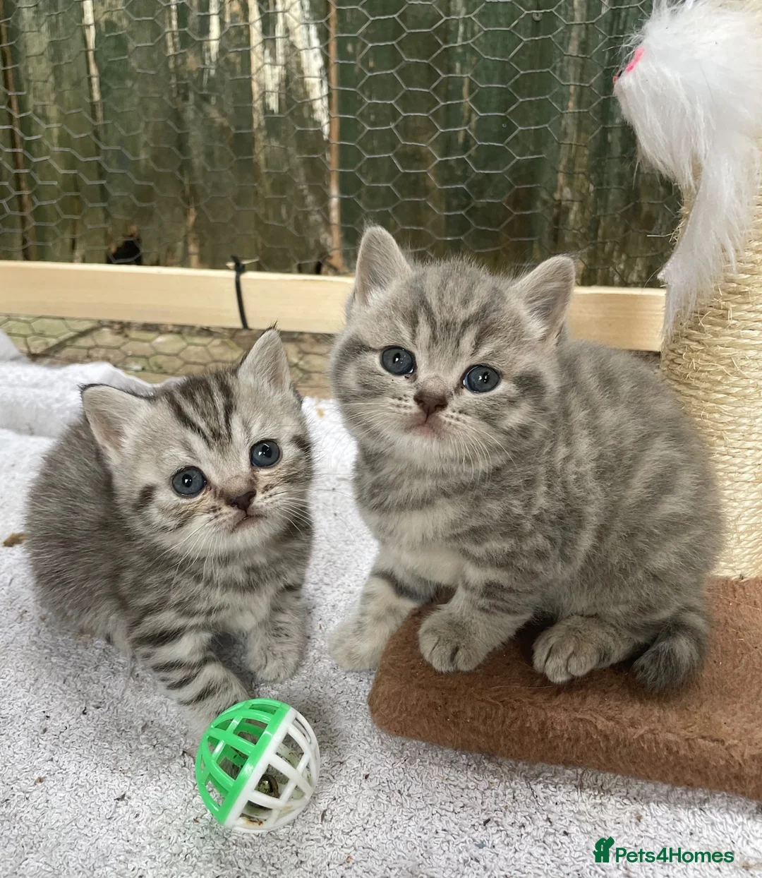 British Shorthair cats for sale: Pedigree British shorthair kittens for sale  - Advert 1